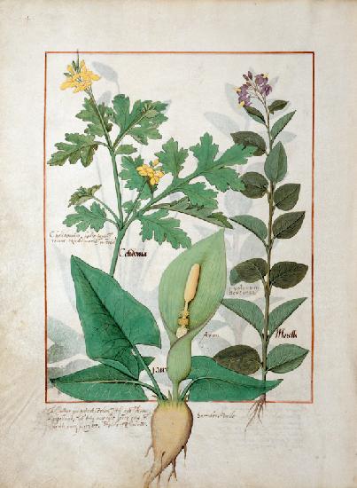 Ms Fr. Fv VI #1 fol.113v Greater Celandine or Poppy, Solanum or Nightshade, and Aron c.1470