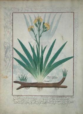 Ms Fr. Fv VI #1 fol.112v Abutilon Theophrasti, or Velvet Leaf c.1470