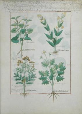 Ms Fr. Fv VI #1 fol.124r Top row: Aristolochia Rotundi and Aristolochia Longua. Bottom row: Armoise c.1470