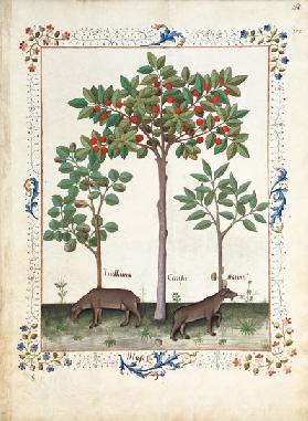 Ms Fr. Fv VI #1 fol.162r Hazelnut Bush (left) and Cherry tree (centre) c.1470