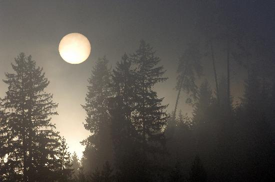Aufgehende Sonne im Nebelwald von Rolf Haid