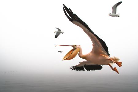 Pelikan-Frühstück