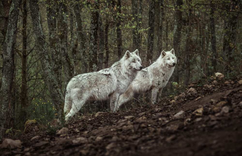 Meeting with white Wolves von Ronan Siri