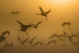 Sunrise with Cranes