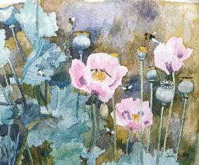 Pink poppies with bees (w/c) 