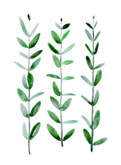 Aquarell Eukalyptus parvifolia