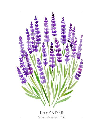 Lavendel II