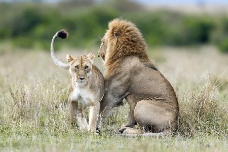 Löwin verlockend zur Paarung