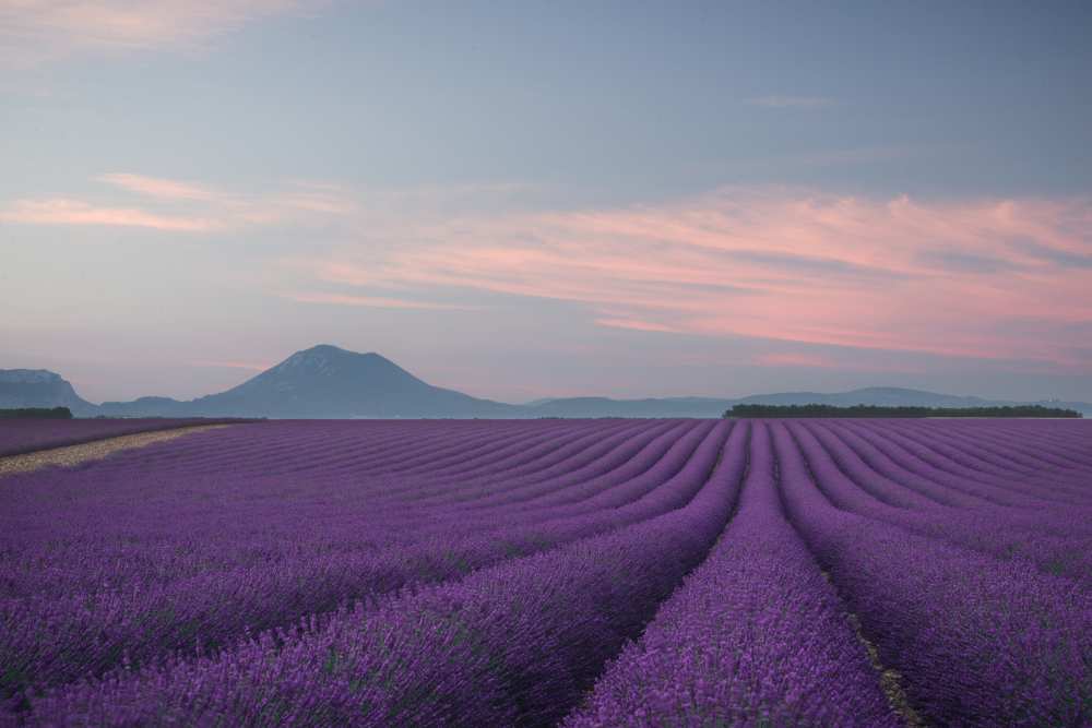 Lavender field von Rostovskiy Anton