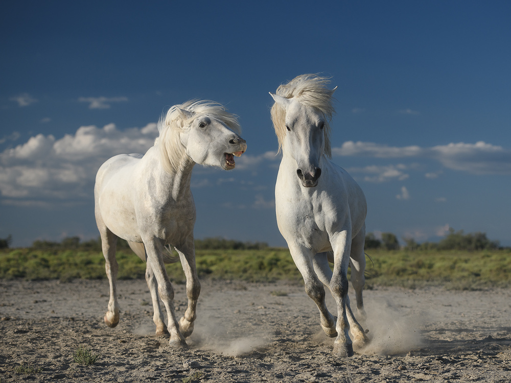 Weiße Pferde von Rostovskiy Anton