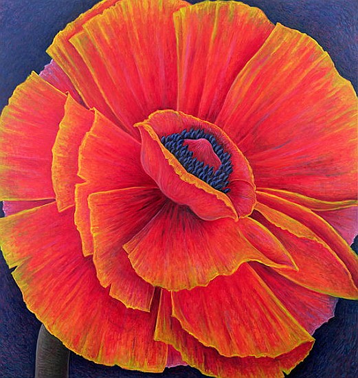 Big Poppy, 2003 (oil on canvas)  von Ruth  Addinall
