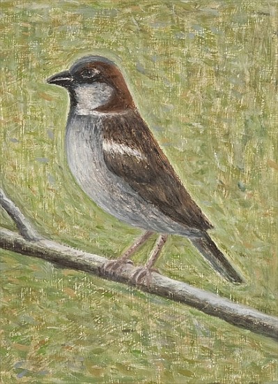 House Sparrow, 2008 (oil on wood)  von Ruth  Addinall