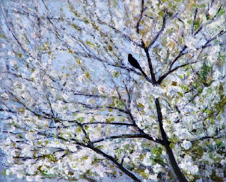 Blackbird Singing in Cherry Blossom 2017