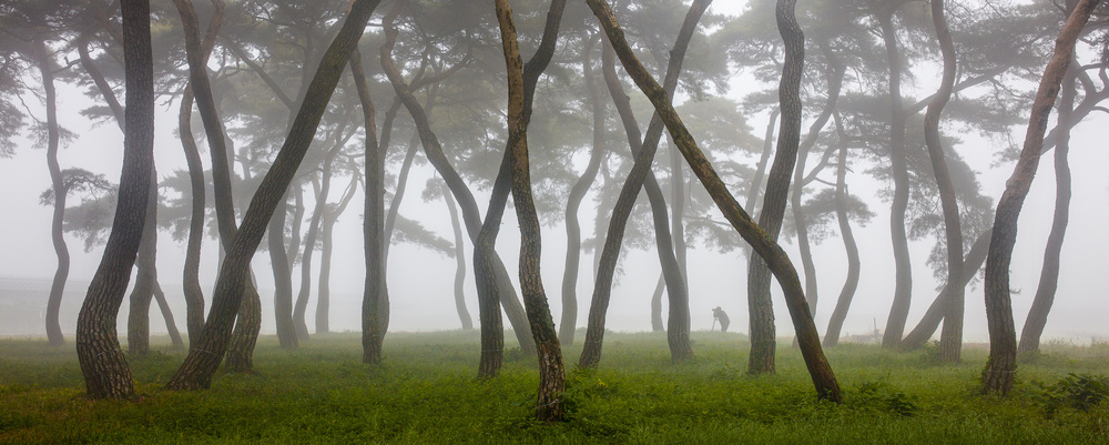 Kiefernhain im Nebel-4 von Ryu Shin Woo