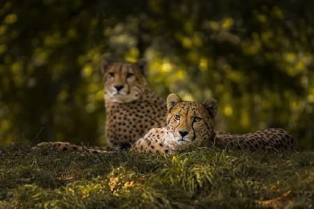Gepardenpaar