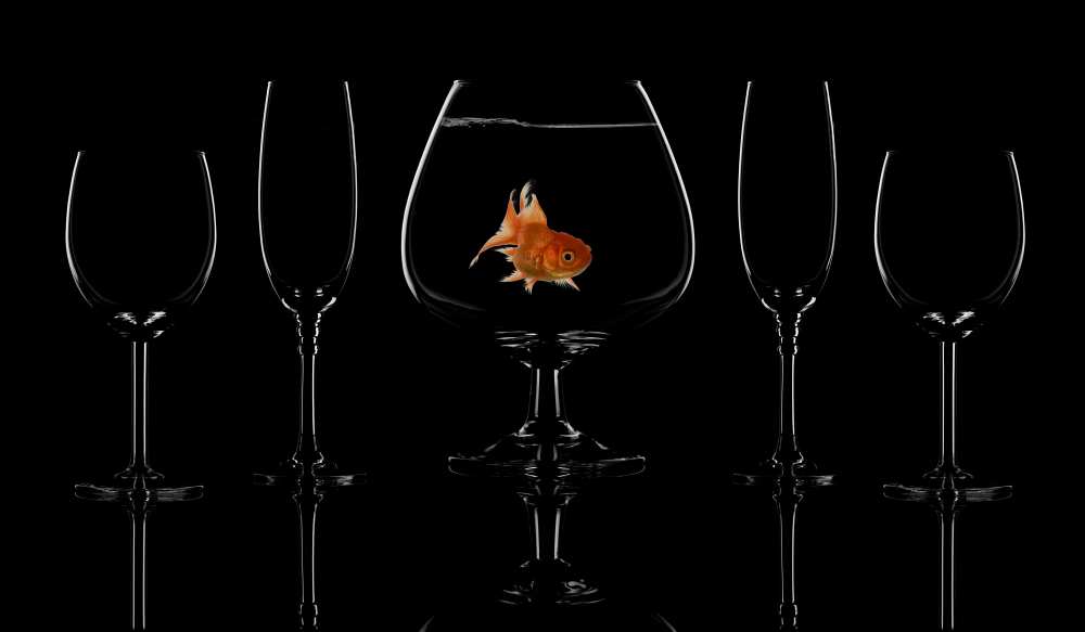 Glass fish von saleh swid