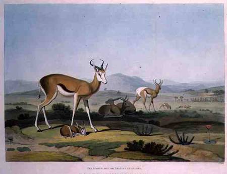 The Spring-Bok or Leaping Antelope, plate 18 from 'African Scenery and Animals', engraved by the art von Samuel Daniell