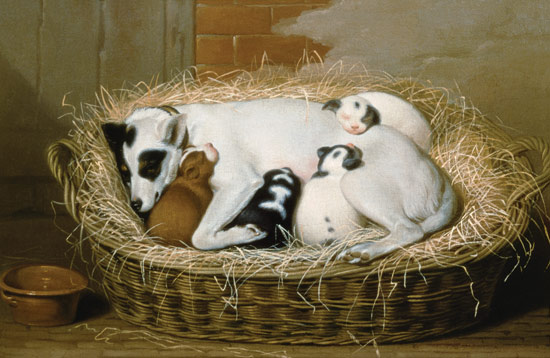 Bitch with her Puppies in a Wicker Basket von Samuel de Wilde