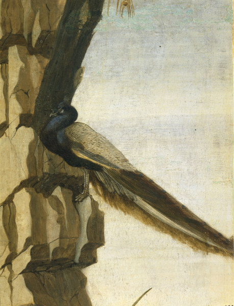 S.Botticelli, Peacock von Sandro Botticelli