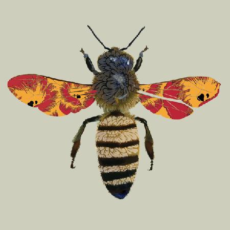 Honey Bee 2010