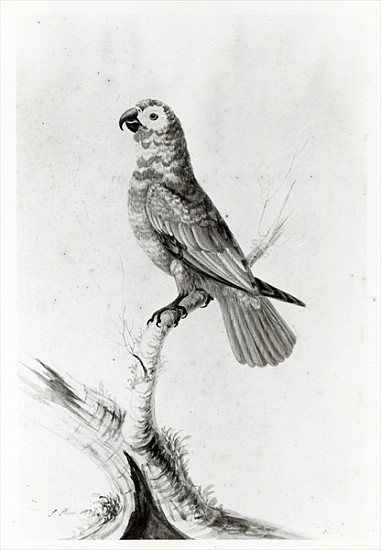 A Parrot von Sarah Stone