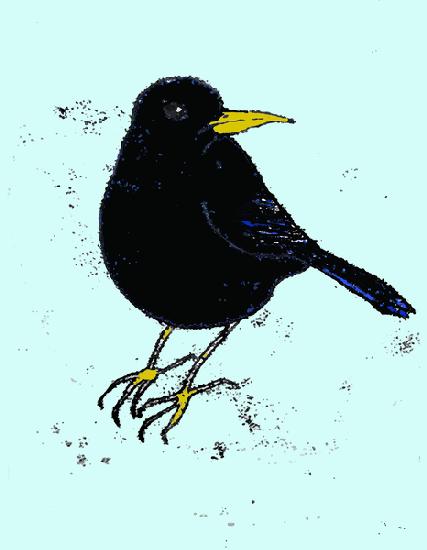 Blackbird 2008