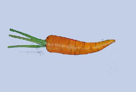 Carrot 2005
