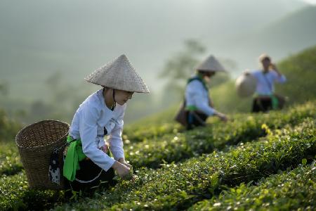 Vietnamesischer Mönch pflückt Teeblätter