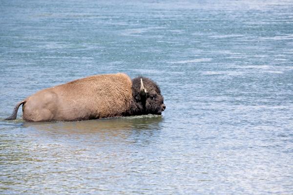 bison crossing river in yellowstone von Sascha Burkard
