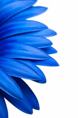 blue daisy isolated on white von Sascha Burkard