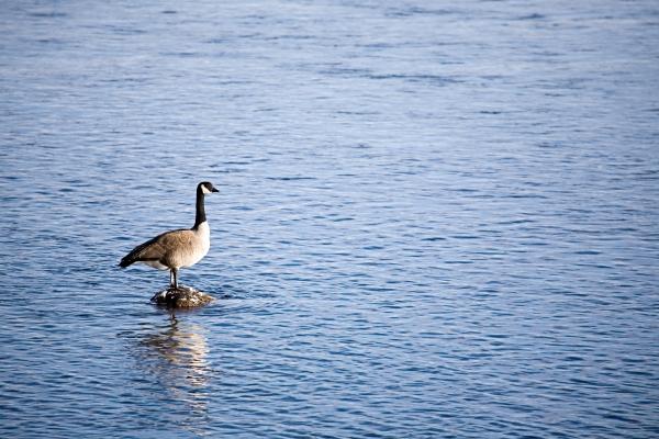 canada goose on river rock von Sascha Burkard