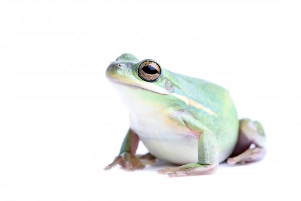 fat frog isolated von Sascha Burkard