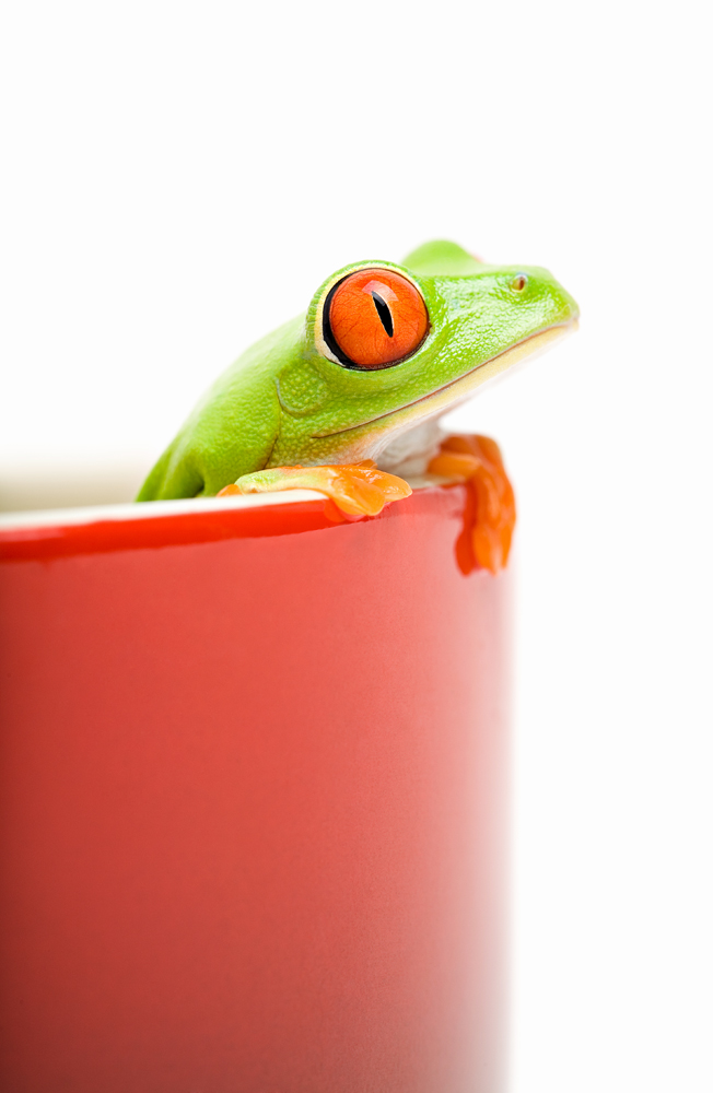 frog looking out of cooking pot von Sascha Burkard