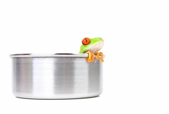 frog on cooking pot von Sascha Burkard