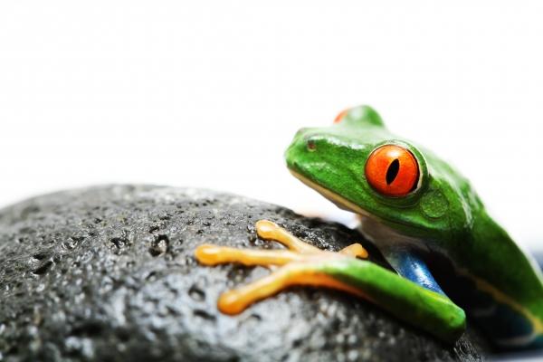 frog on rock von Sascha Burkard
