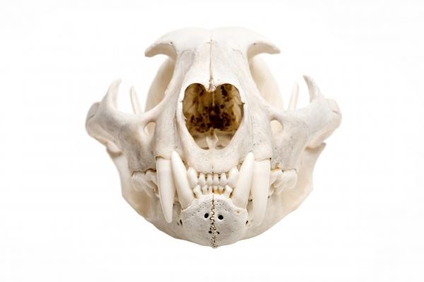 skull of a bobcat isolated von Sascha Burkard