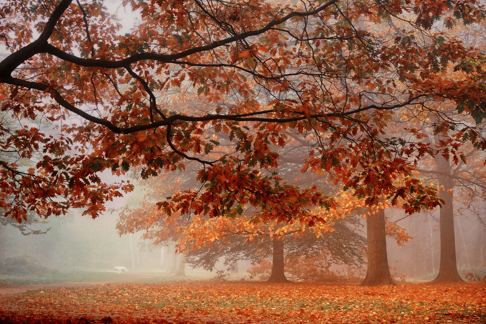 Herbsttraum von Saskia Dingemans