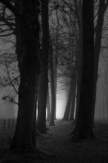 Nebeliger,geheimnisvoller Wald