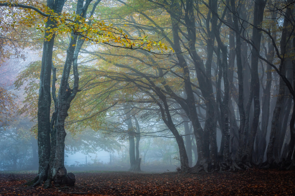 Bäume im Nebel von Sergio Barboni