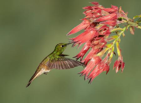 Buff-tailed Coronet – Kolibri-Schönheit