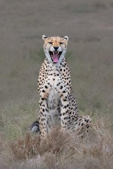 Der lachende Gepard
