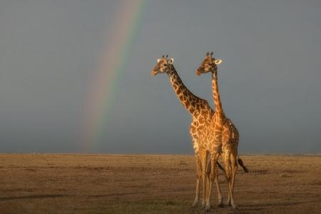 Ein Paar Giraffen unter dem Regenbogen