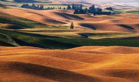 PALOUSE-FELDER