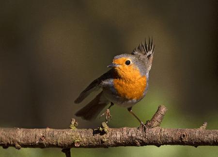 Robin in einer Wendung