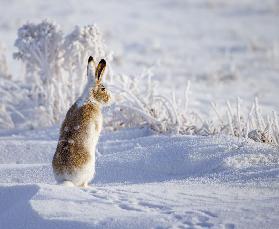 Weißschwanz-Jackrabbit