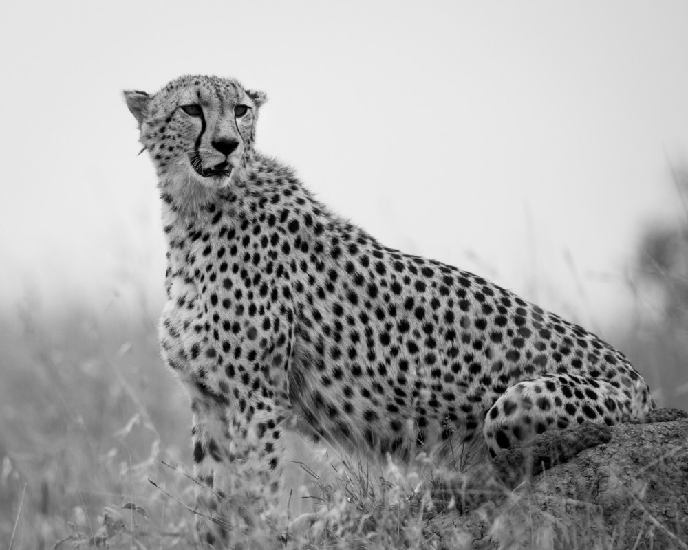 Gepard .. Mara-Dreieck von Shobhit Chawla