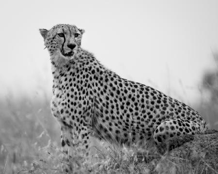 Gepard .. Mara-Dreieck