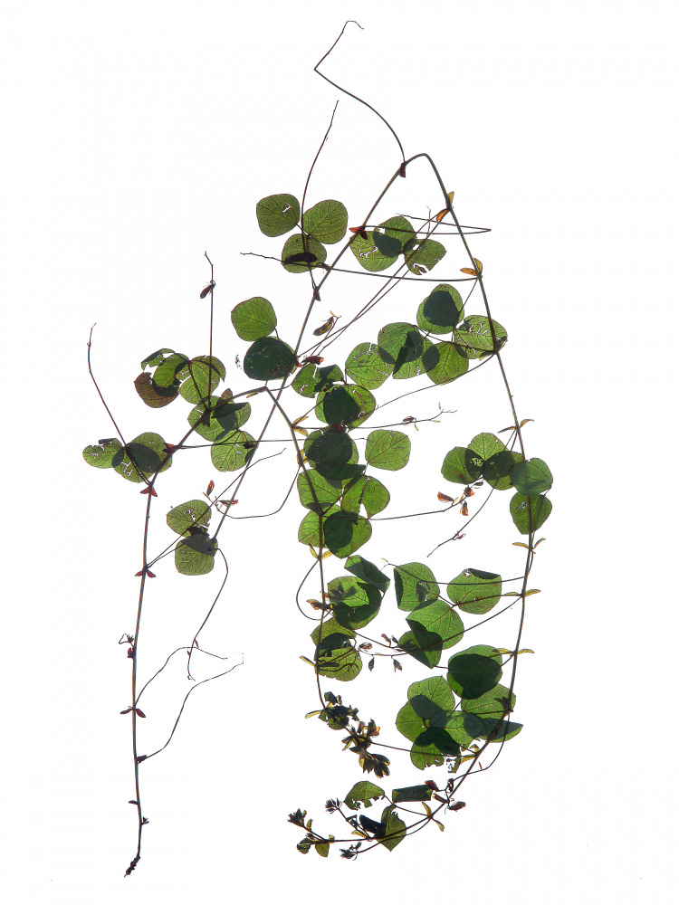 Herbarium 03 von Shot by Clint