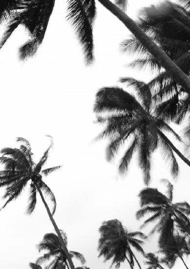 Kokosinsel Nr. 3