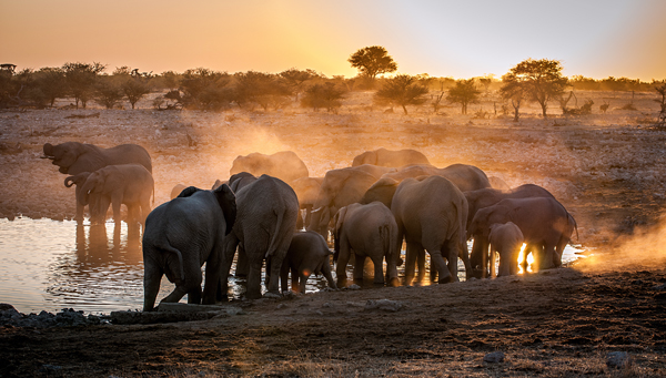 Elephant huddle von Simon Van Ooijen